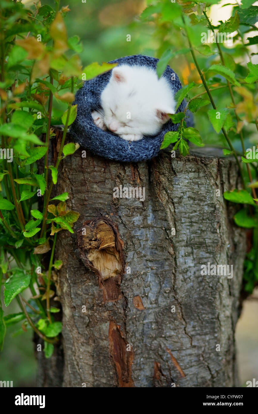 Petit chaton blanc couchage sur moignon Banque D'Images