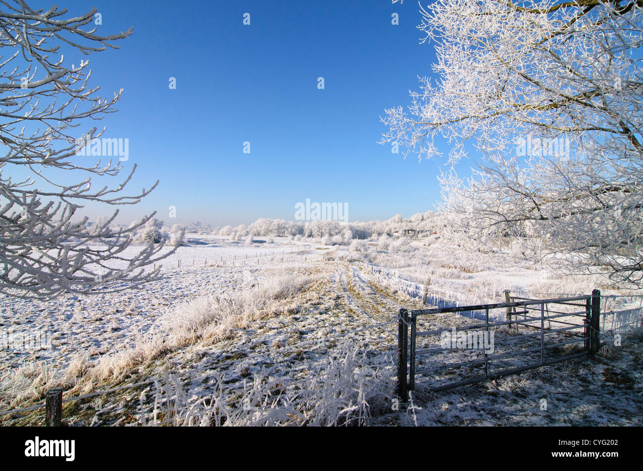 Paysage d'hiver à Wageningen, Pays-Bas Banque D'Images