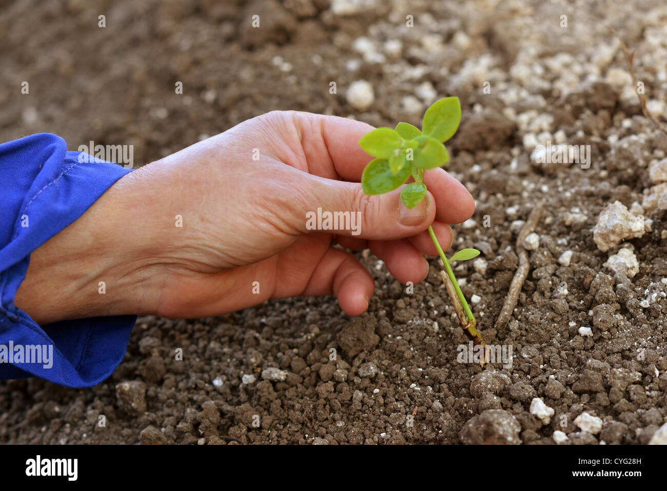 Mains tenant à la nature du sol, la croissance des végétaux concept Banque D'Images