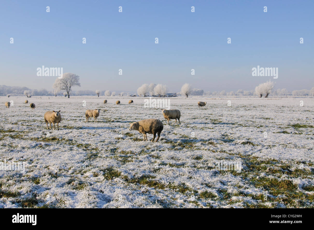 Paysage d'hiver avec des moutons dans un champ Banque D'Images