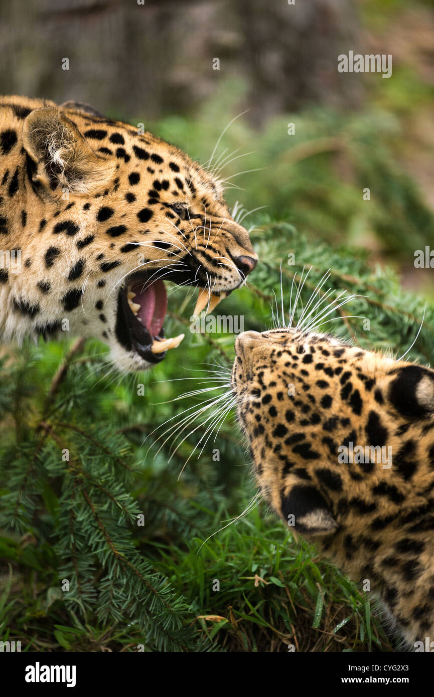 Amur Leopard Face Off rugissants. Banque D'Images