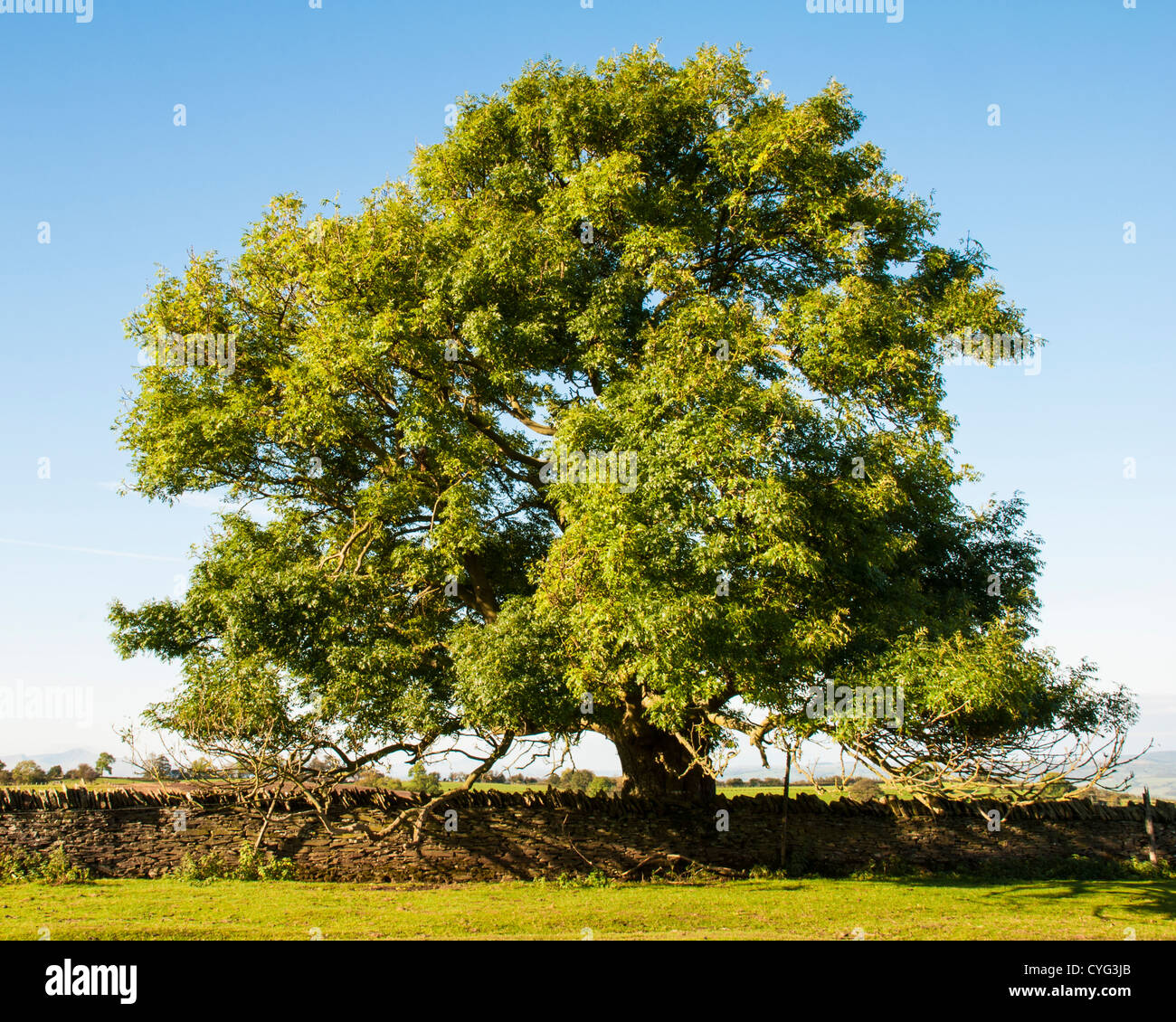 Frêne antique dans le parc national de Brecon Beacons Banque D'Images