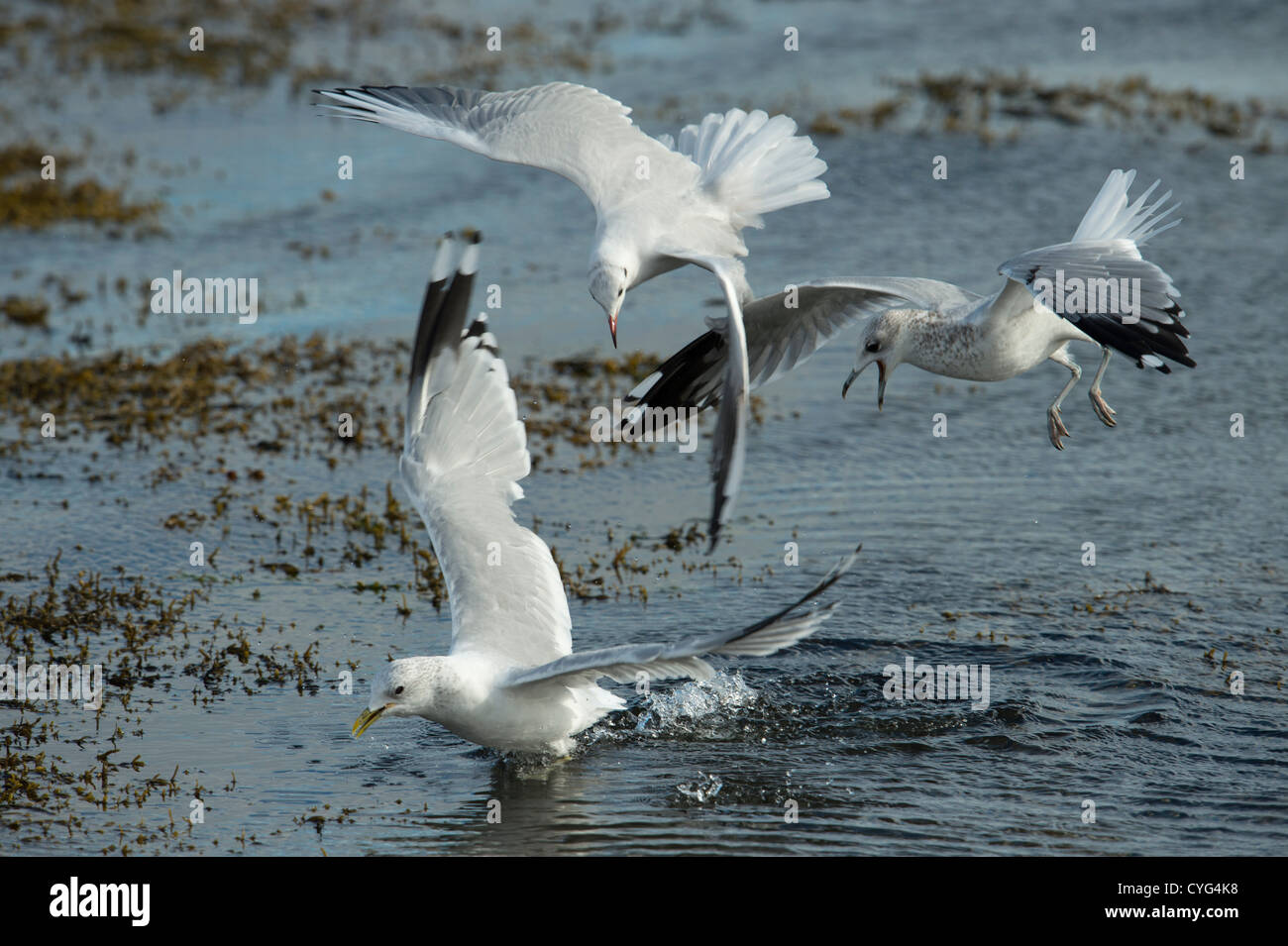 Les Mouettes - le hareng, et commun à tête noire en vol Banque D'Images