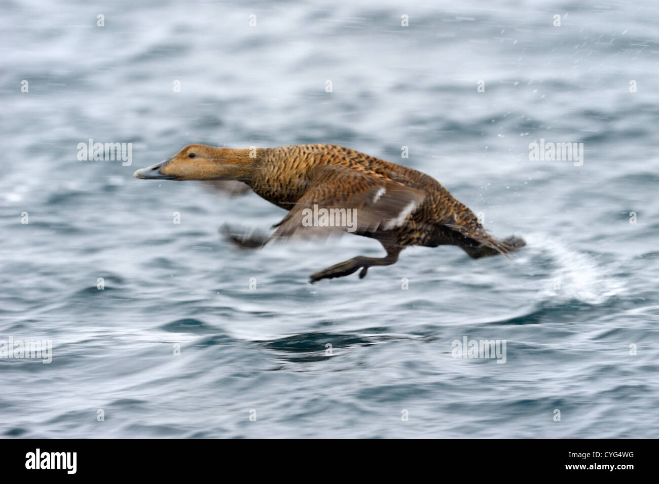 Décollage d'eider. Banque D'Images