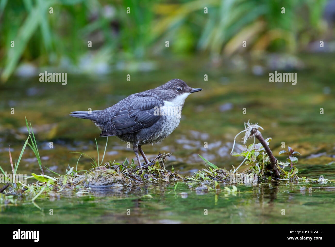 White-throated dipper (Cinclus cinclus) debout dans la rivière, Derbyshire, Angleterre, Royaume-Uni, Europe Banque D'Images