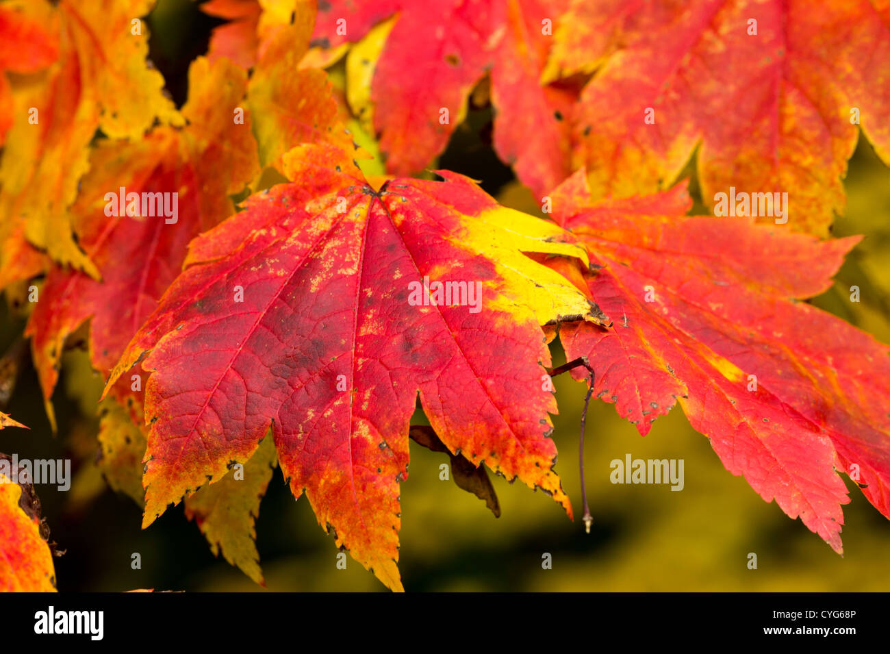 Le Japanese maple 'Vitifolium' (Acer japonicum) feuilles, automne Banque D'Images