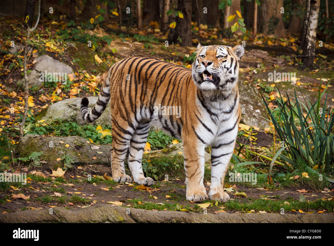 Tigre mâle dans le zoo de Leipzig Banque D'Images