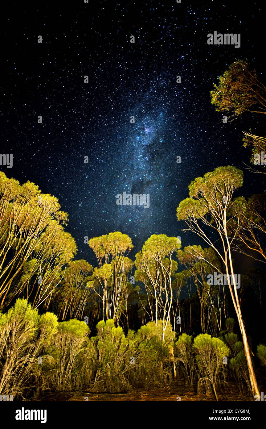 Stars et Milky Way au-dessus de la forêt de Mallee. Banque D'Images