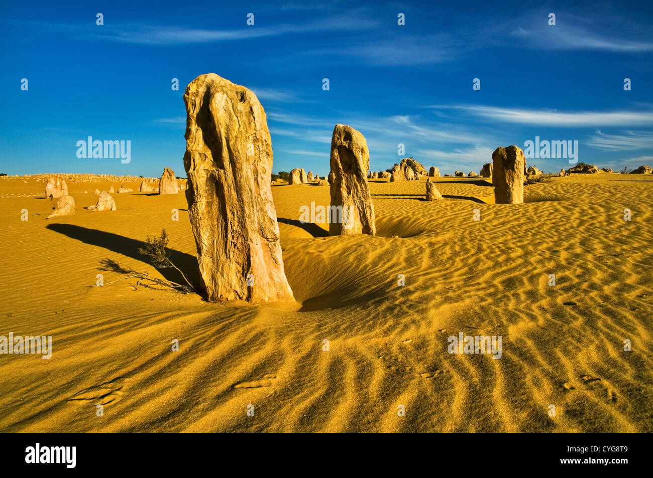 Voies de l'EMU dans le sable du désert de Pinnacle. Banque D'Images