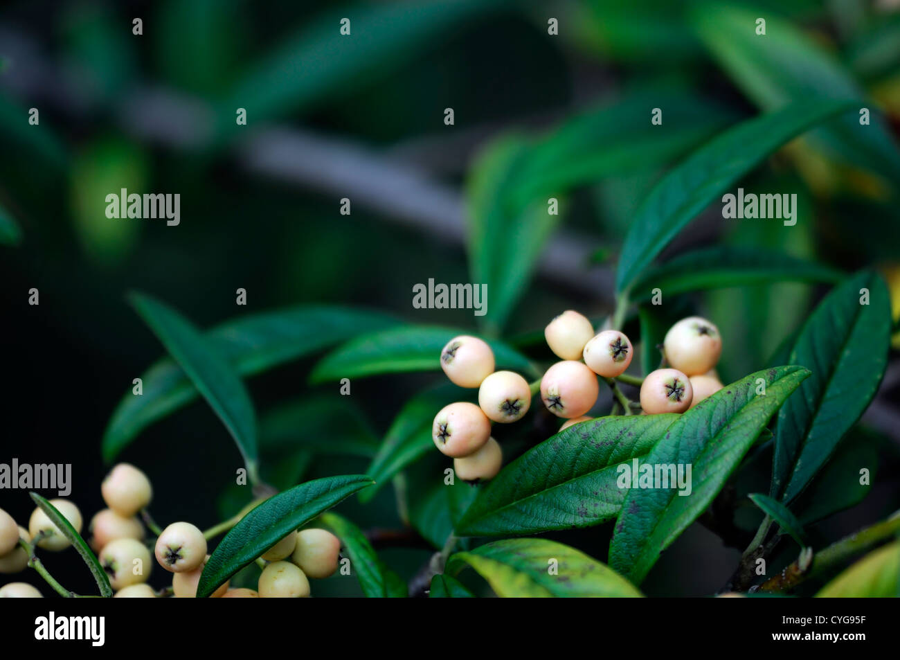 Cotoneaster x watereri champagne rose gros plan d'automne automne fruits jaune feuilles vert baies berry portraits végétaux Banque D'Images