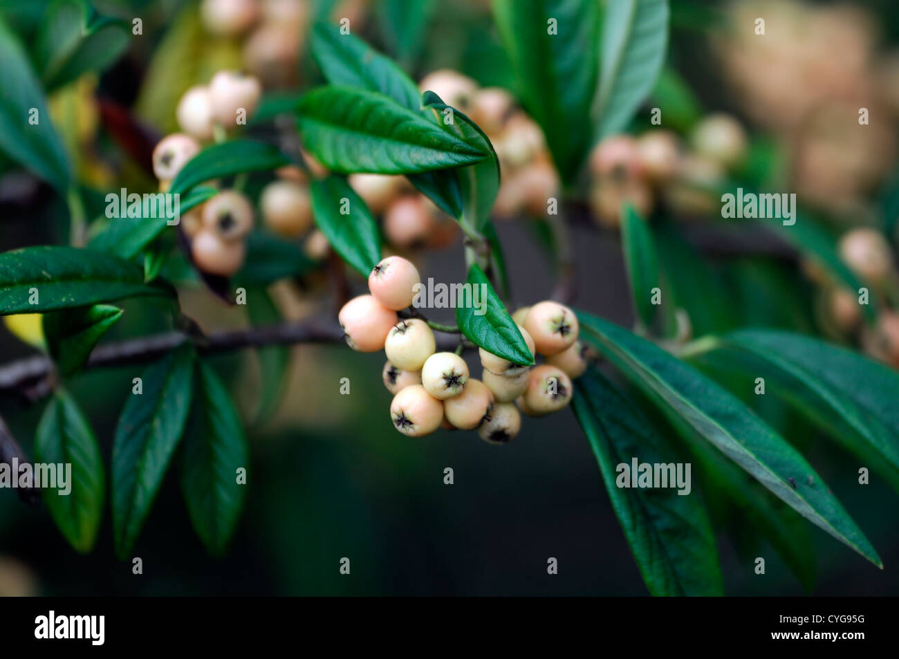 Cotoneaster x watereri champagne rose gros plan d'automne automne fruits jaune feuilles vert baies berry portraits végétaux Banque D'Images