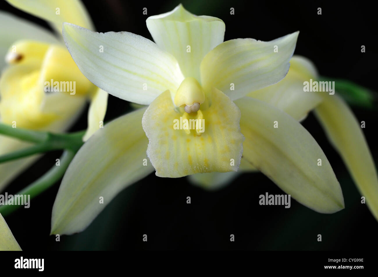 Cymbidium Orchidée jaune elf d'or asiatique exotique fleurs fleur qui s'épanouit depuis longtemps d'une durée Banque D'Images