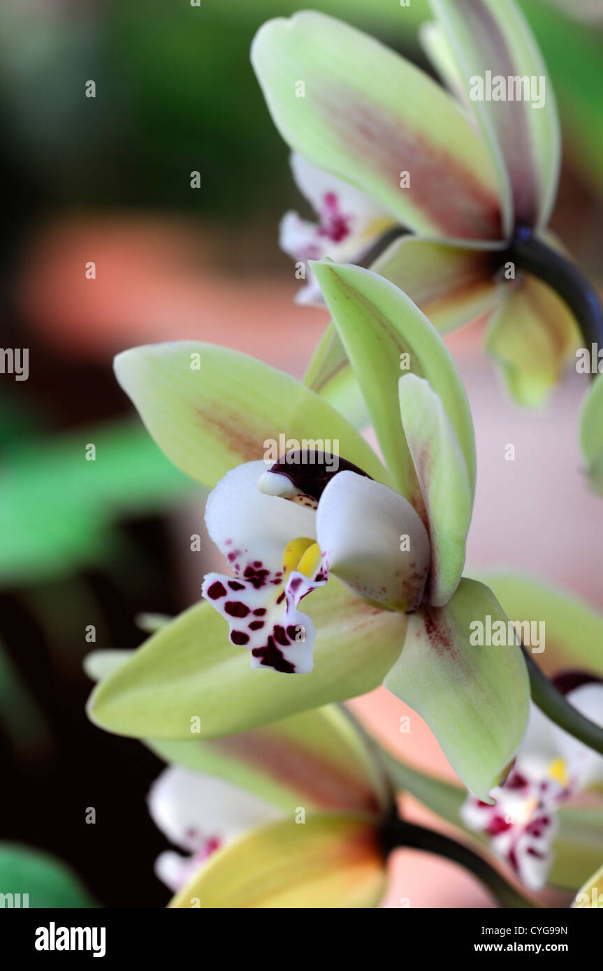 Hybride Cymbidium rose rouge jaune fleurs orchidée fleur asiatique exotique durable longtemps en fleurs Banque D'Images