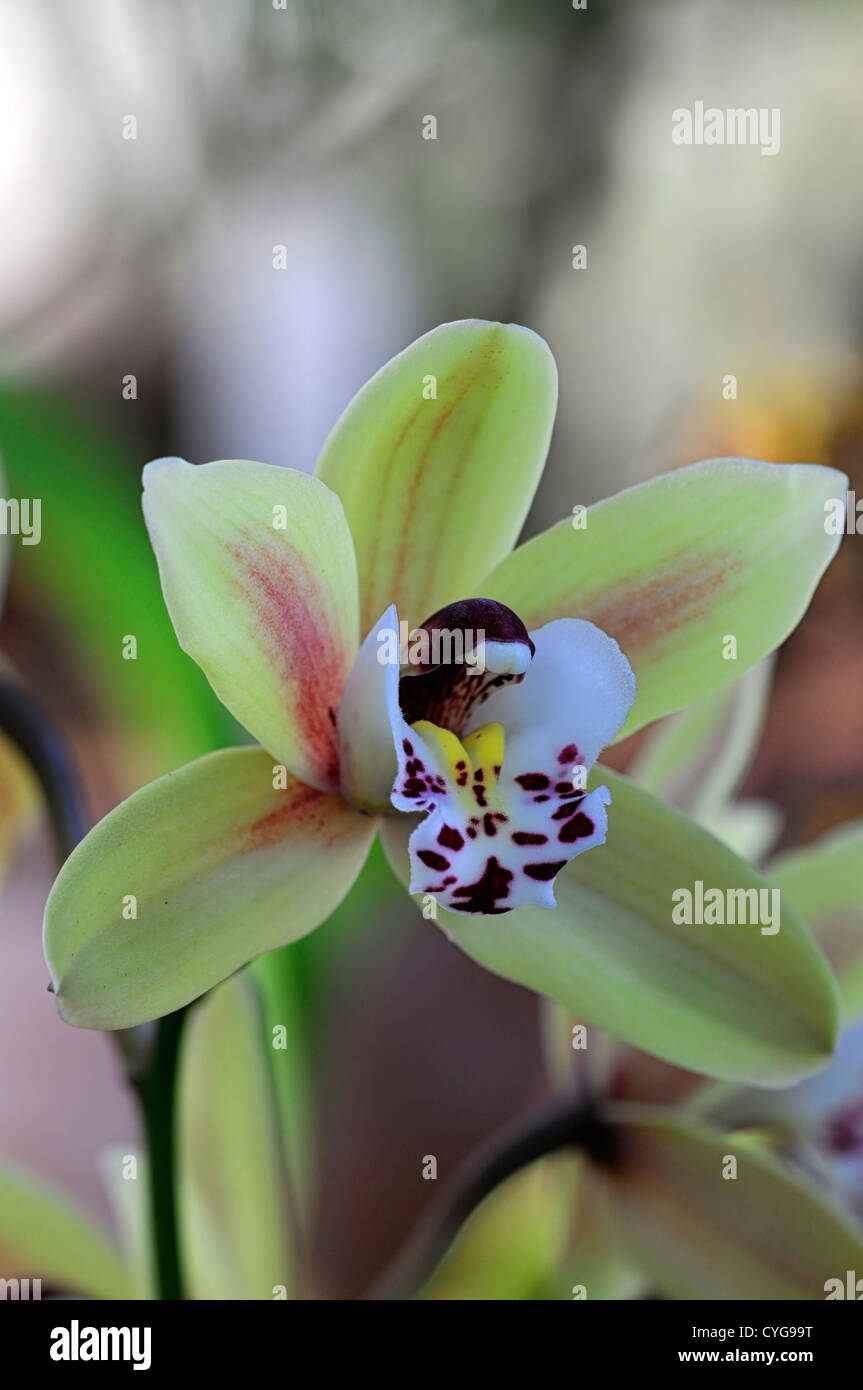 Hybride Cymbidium rose rouge jaune fleurs orchidée fleur asiatique exotique durable longtemps en fleurs Banque D'Images
