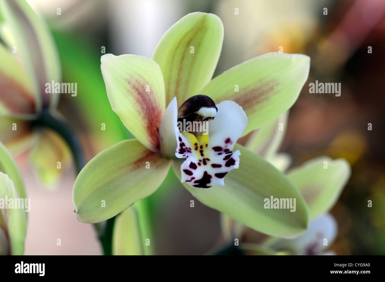 Hybride Cymbidium rose rouge jaune fleurs orchidée fleur asiatique exotique durable longtemps en fleurs Banque D'Images