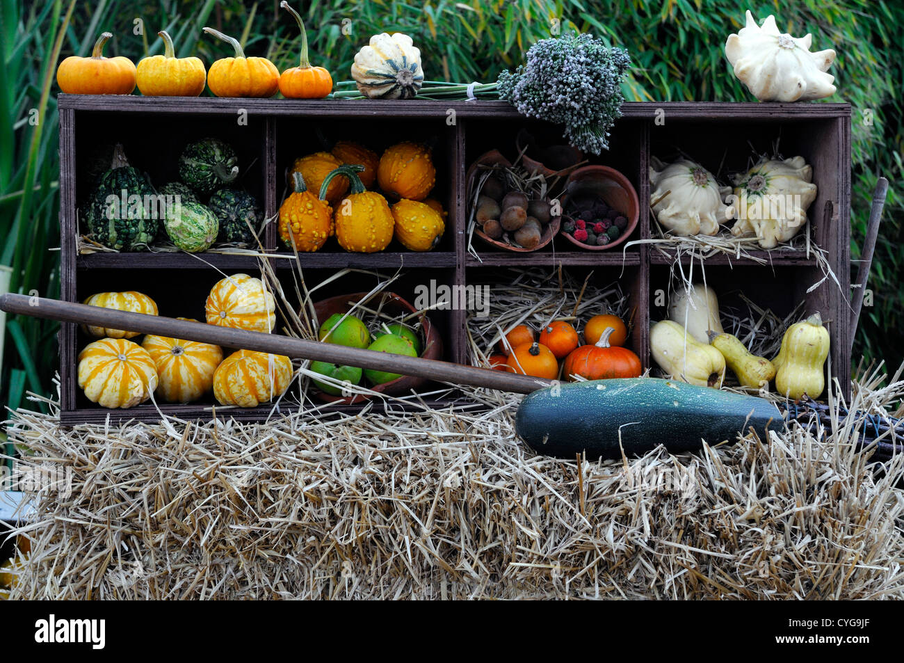 La récolte de légumes d'automne automne nature morte légumes récoltés affiche citrouille courges courges affichage arrangements pumpkins Banque D'Images