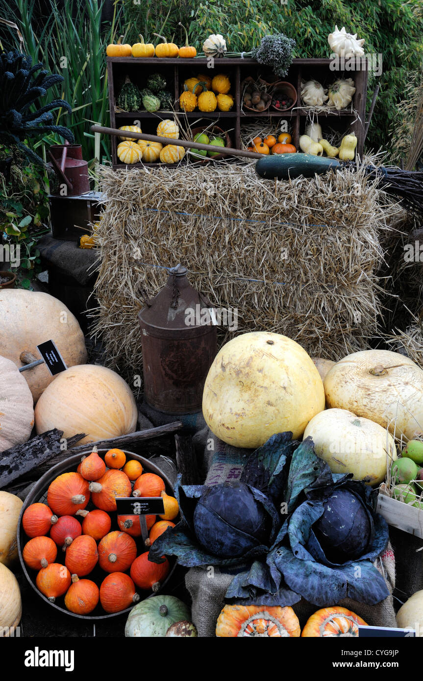 La récolte de légumes d'automne automne nature morte légumes récoltés affiche citrouille courges courges affichage arrangements pumpkins Banque D'Images