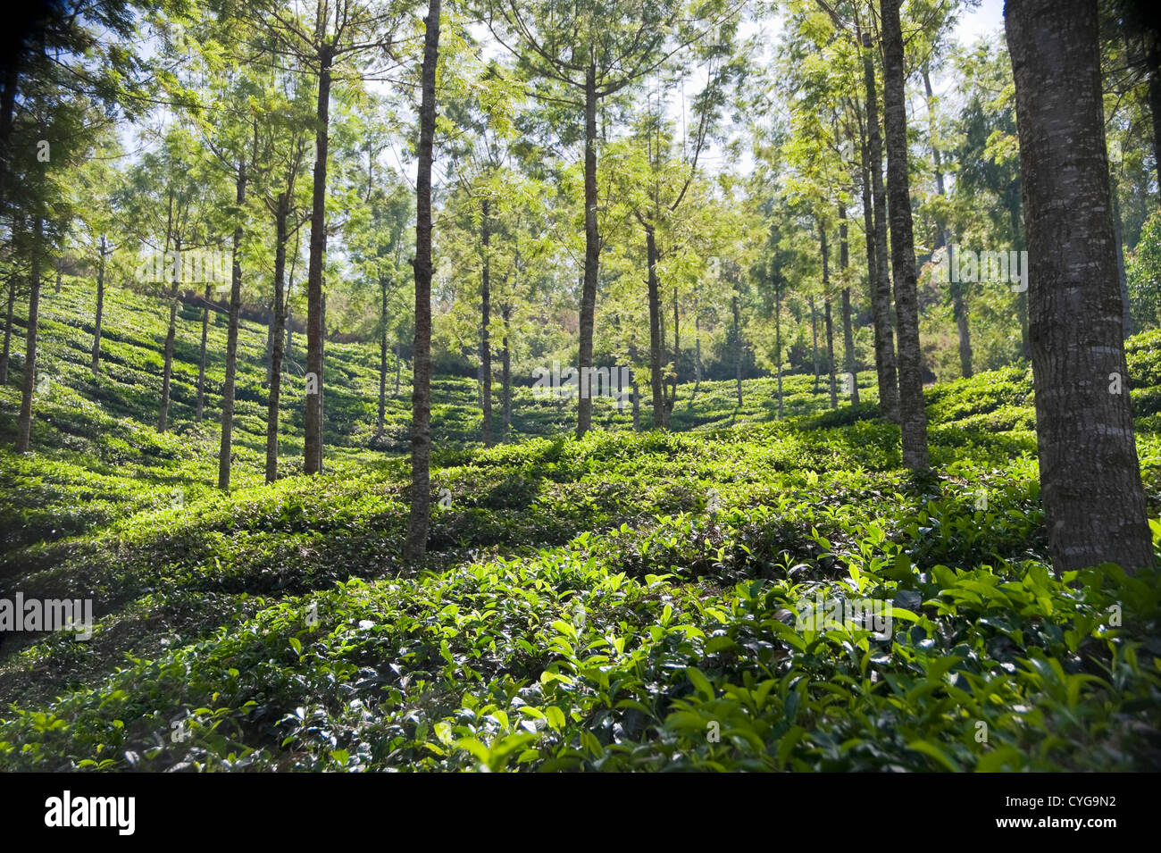 Vue horizontale de l'écrin de verdure de plantations de thé haut dans les collines autour de Munnar, Inde. Banque D'Images