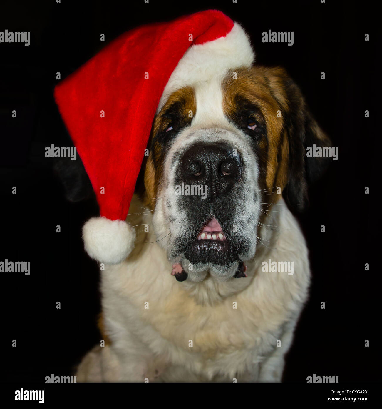 Un saint Bernard chien contre un fond noir dans un santa hat Banque D'Images