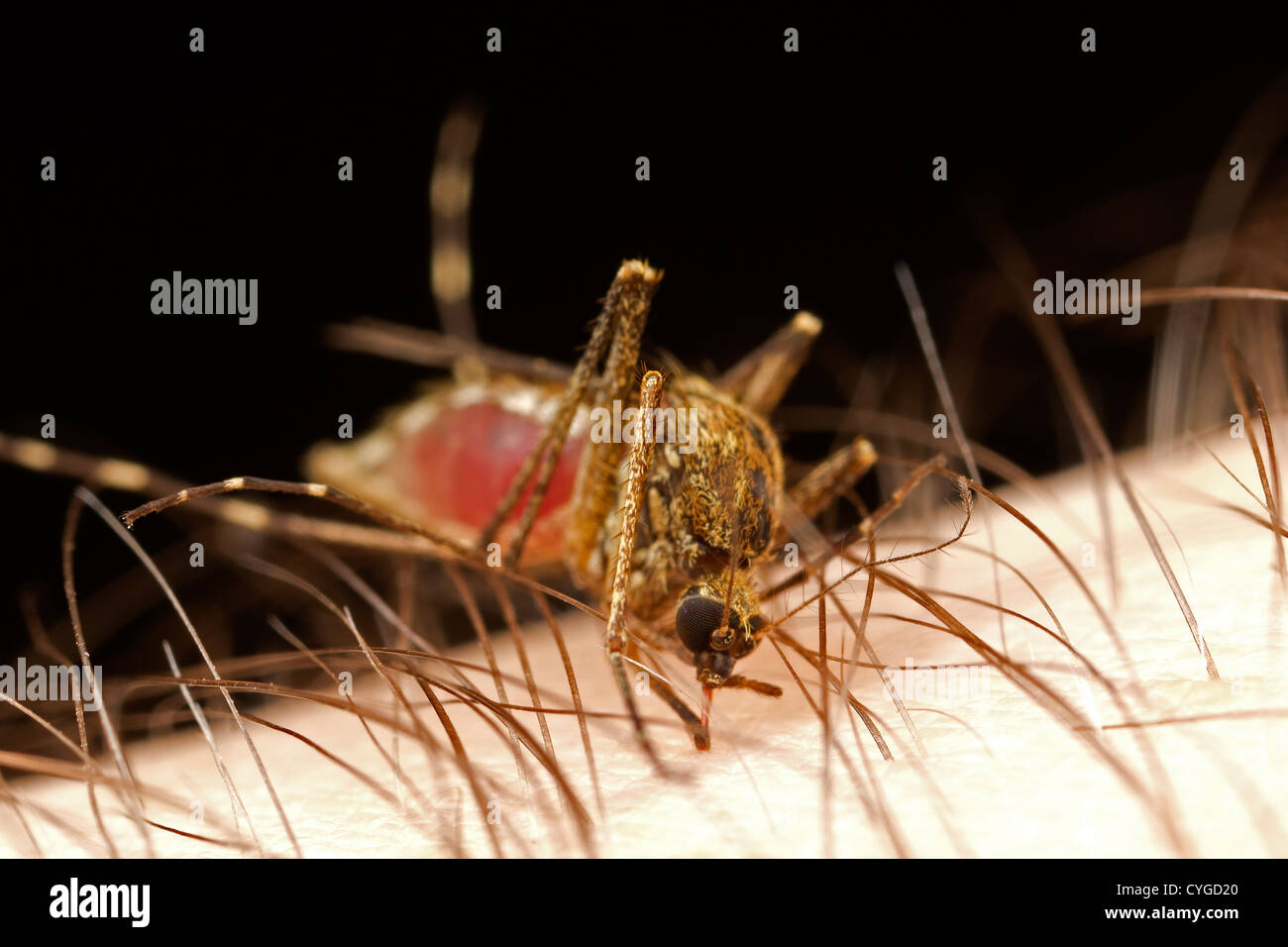 Un moustique qui se nourrissent de sang ! Banque D'Images