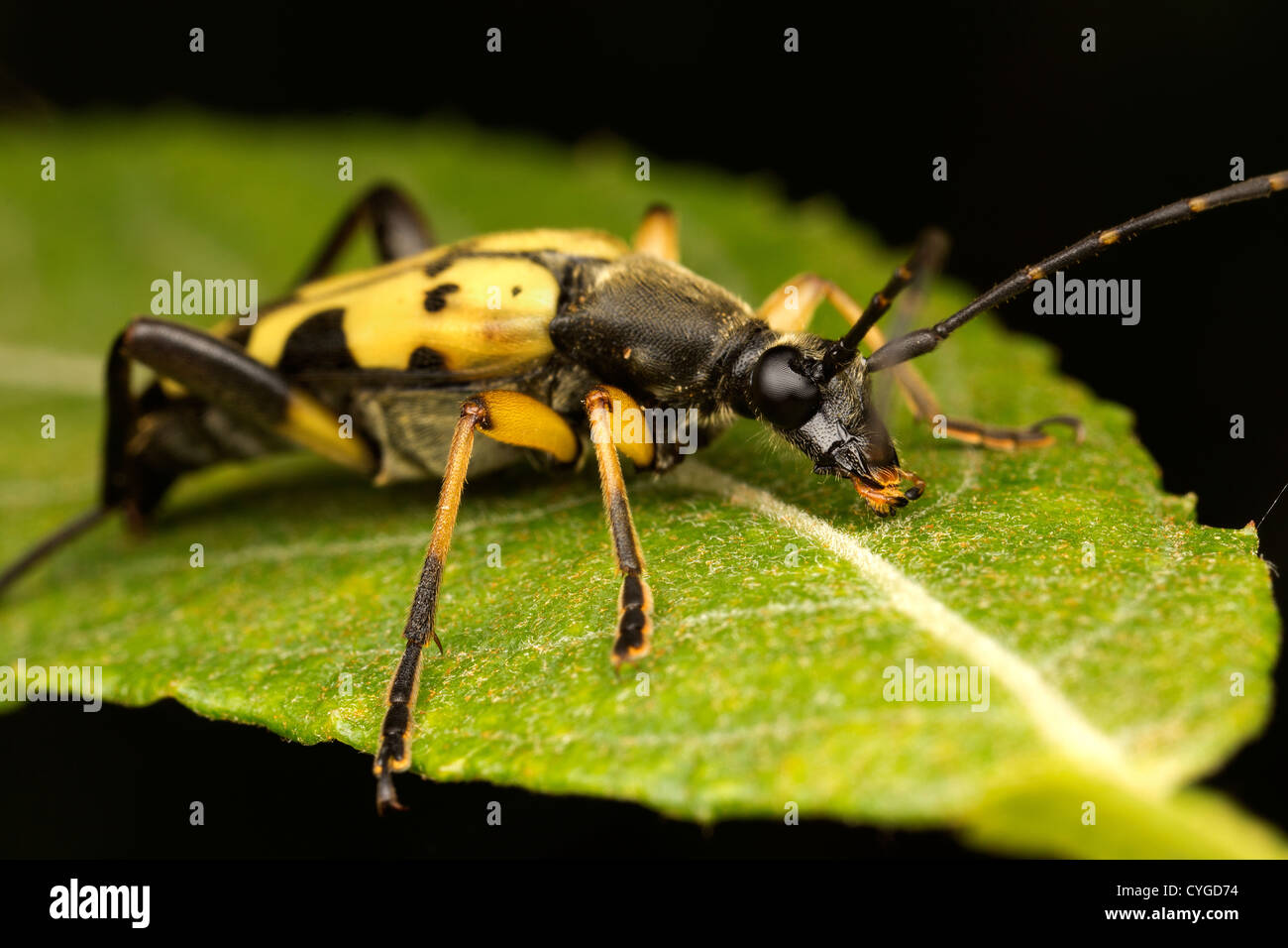 Longhorn Beetle - Leptura maculata Banque D'Images