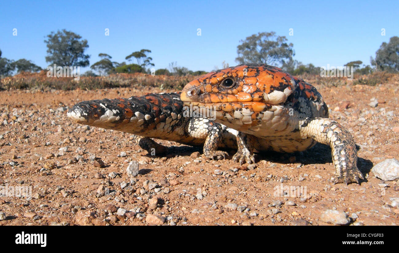 (Tiliqua rugosa scinque Bobtail) à la station de Credo, près de Kalgoorlie, Australie occidentale Banque D'Images