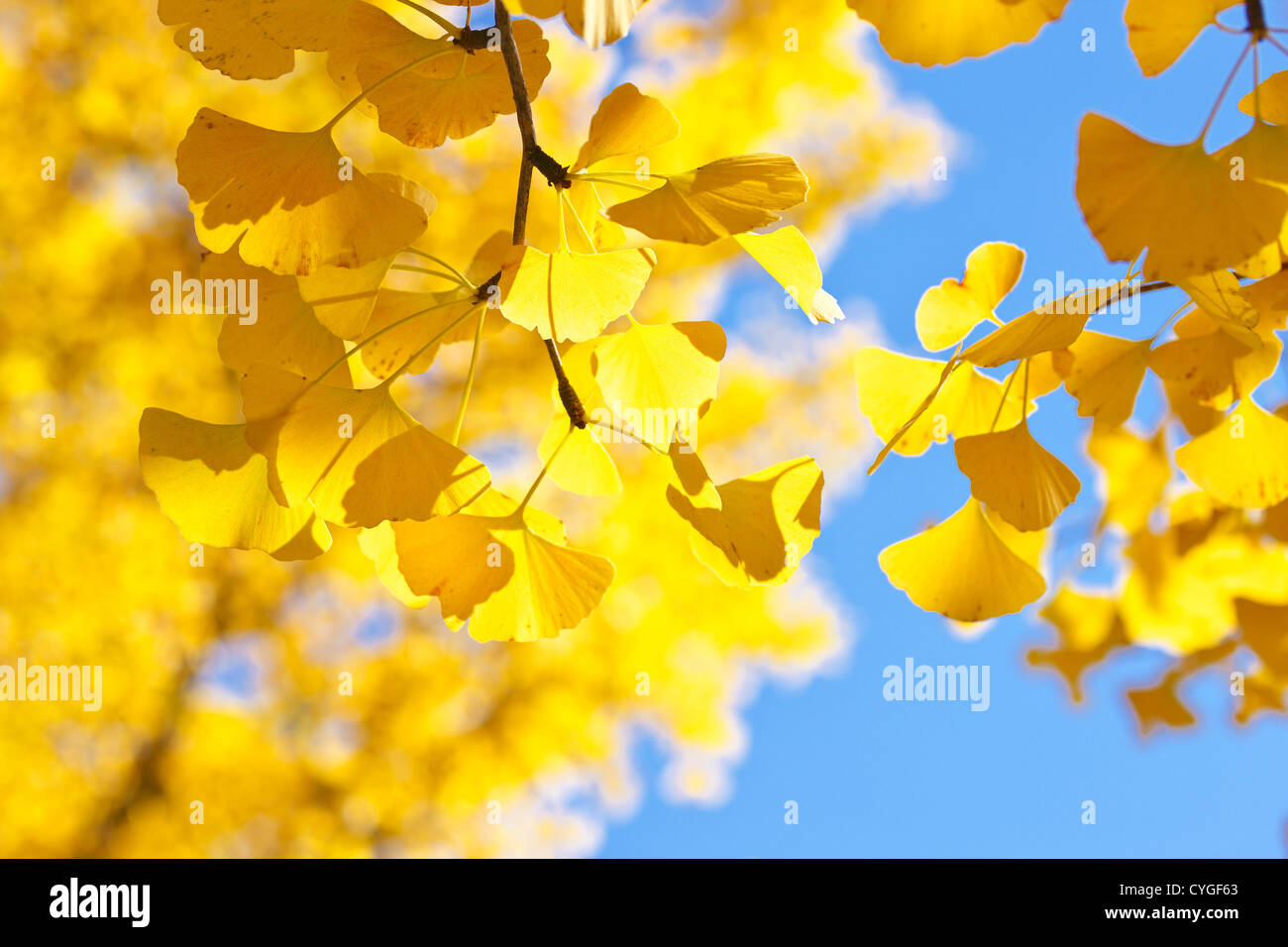 Les feuilles de ginkgo biloba jaune Banque D'Images