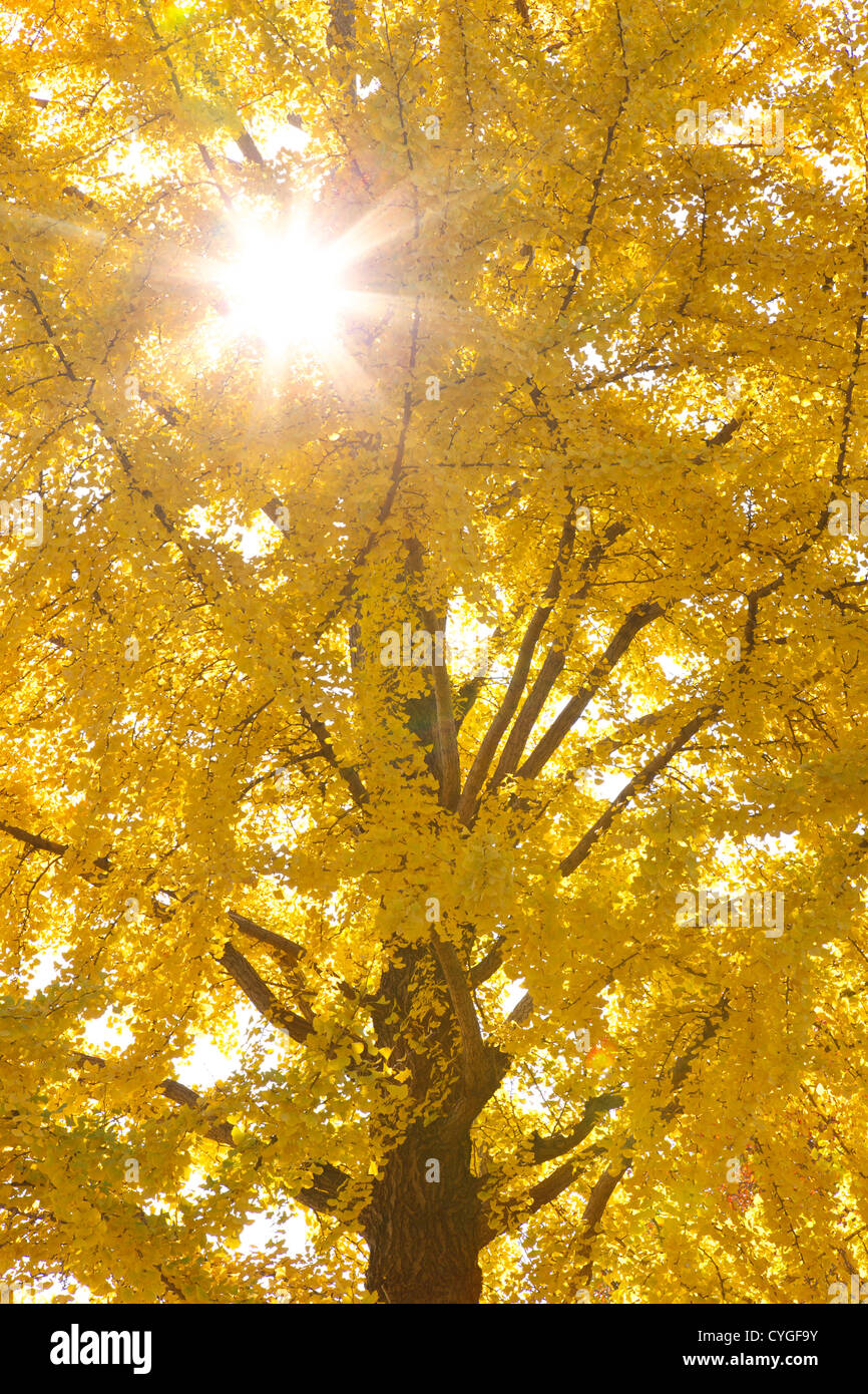 Les feuilles de ginkgo biloba jaune Banque D'Images