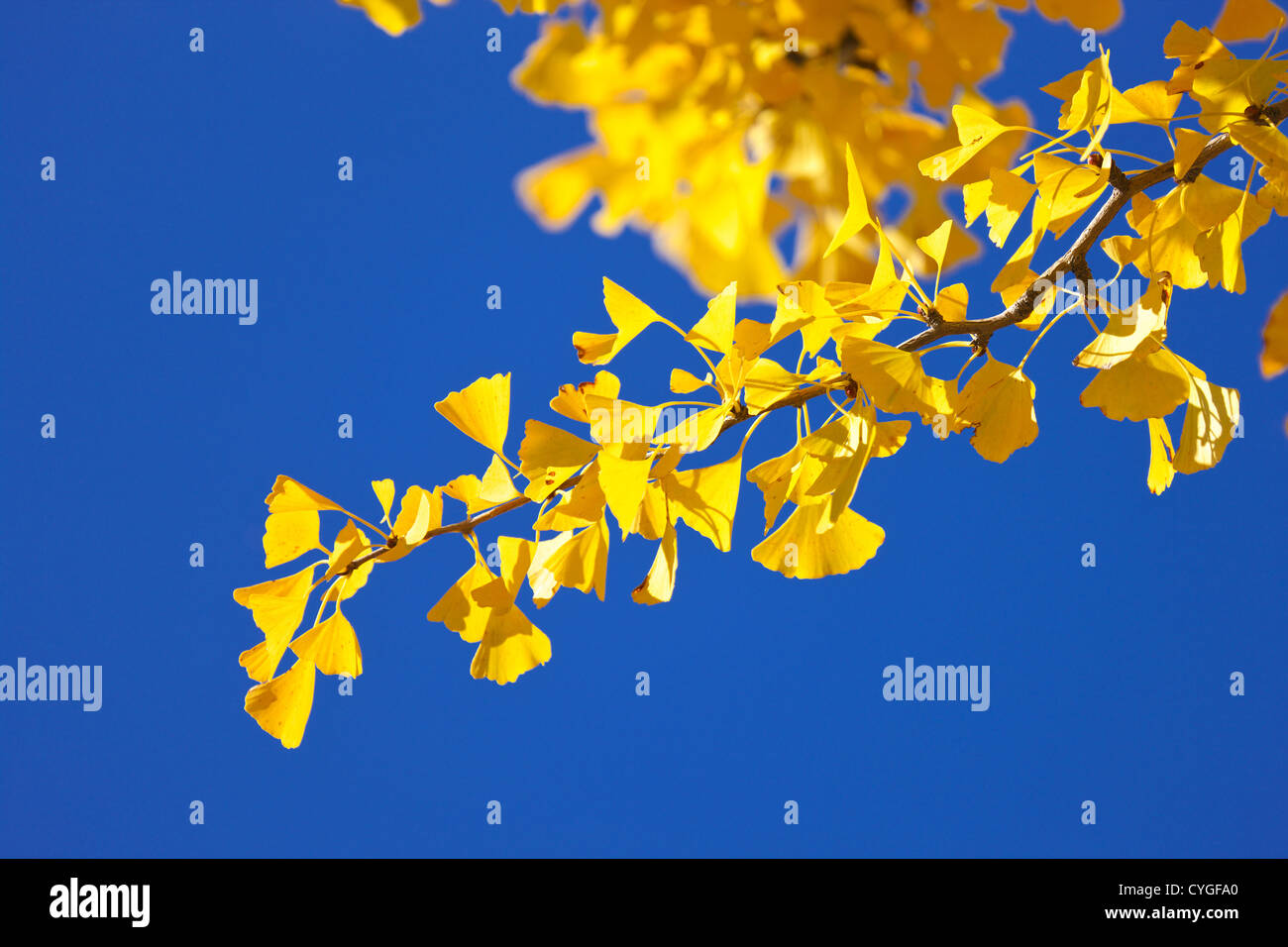 Les feuilles de ginkgo biloba jaune Banque D'Images