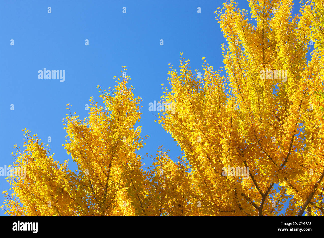 Les feuilles de ginkgo biloba jaune Banque D'Images