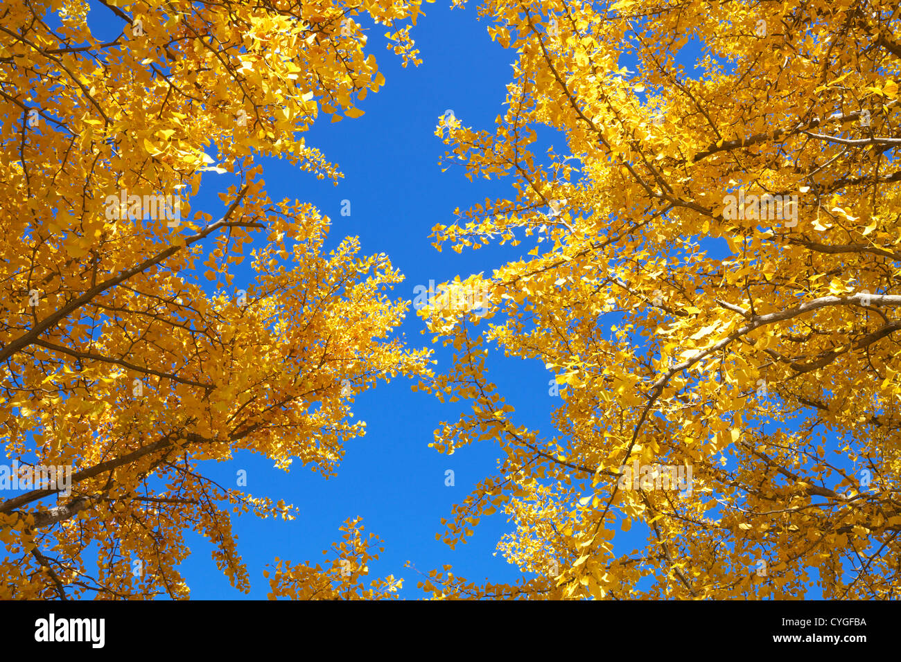 Les feuilles de ginkgo biloba jaune Banque D'Images