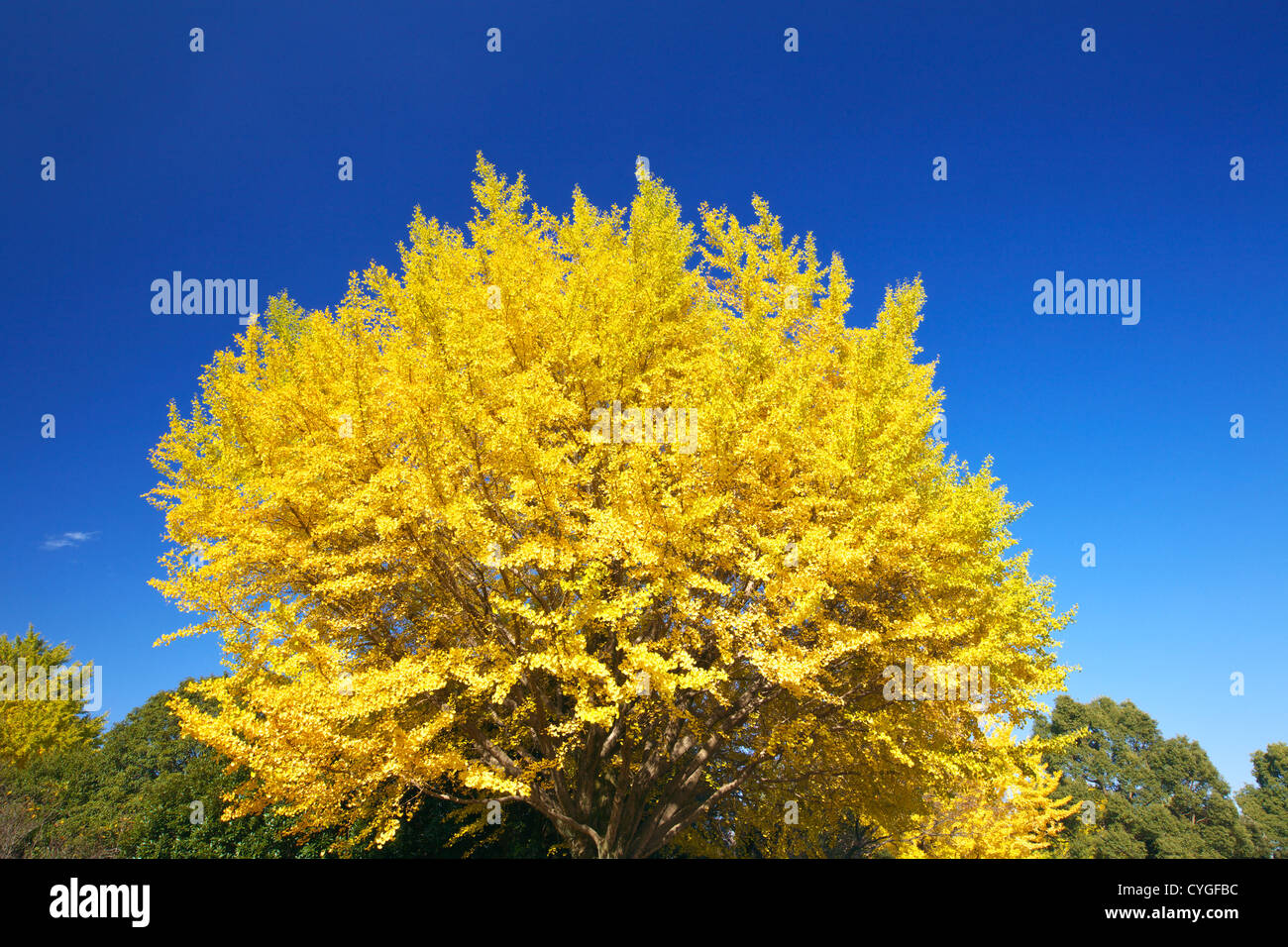 Les feuilles de ginkgo biloba jaune Banque D'Images