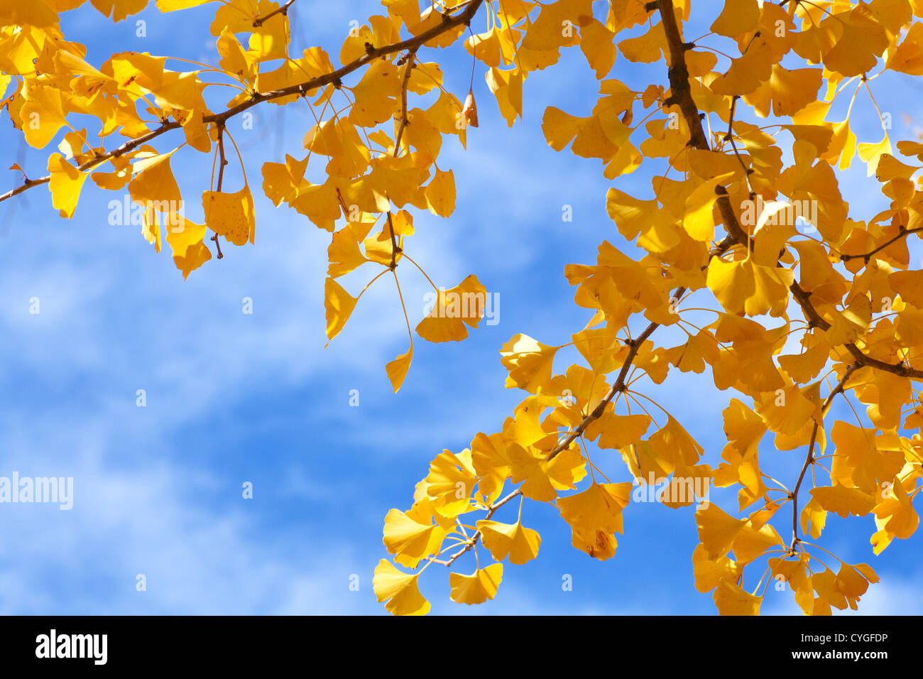 Les feuilles de ginkgo biloba jaune Banque D'Images