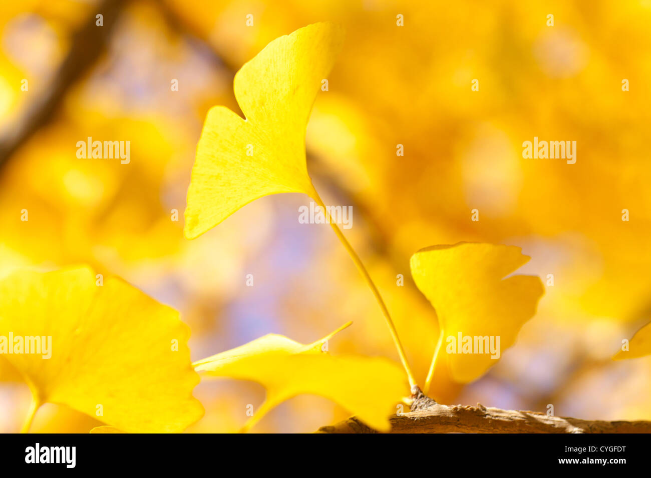 Les feuilles de ginkgo biloba jaune Banque D'Images