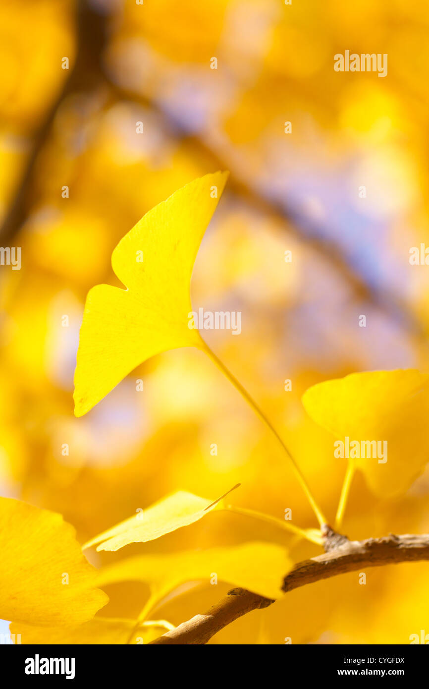 Les feuilles de ginkgo biloba jaune Banque D'Images