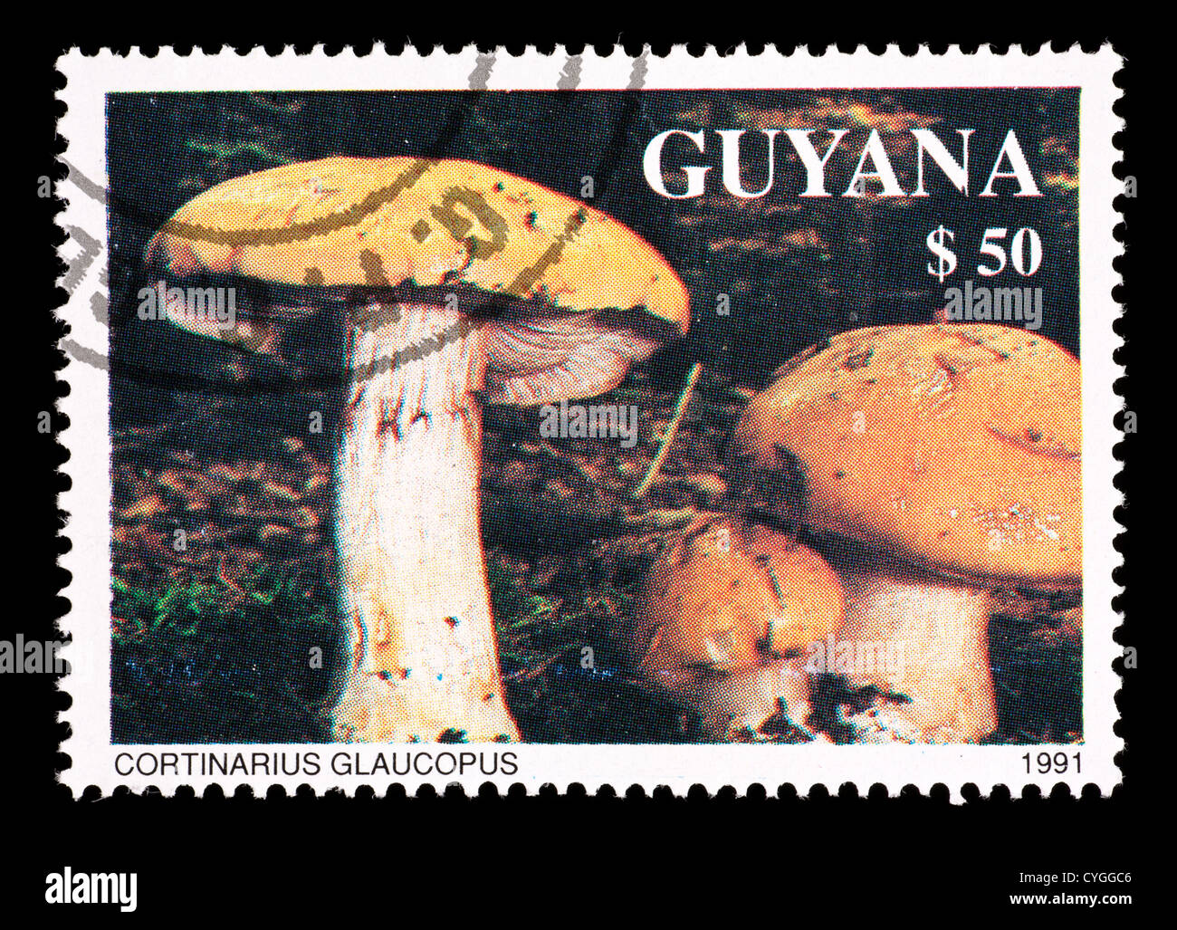 Timbre-poste de représentant du Guyana (Cortinarius glaucopus) Banque D'Images