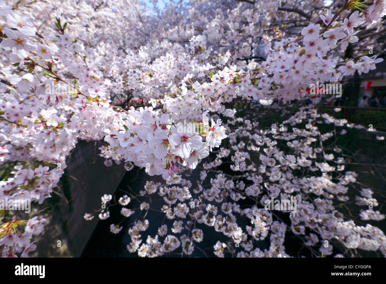 Les fleurs de cerisier à Meguro river à Tokyo, Japon Banque D'Images