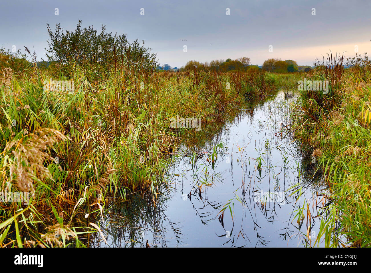 Stodmarsh ; Réserve naturelle nationale ; Kent, UK Banque D'Images