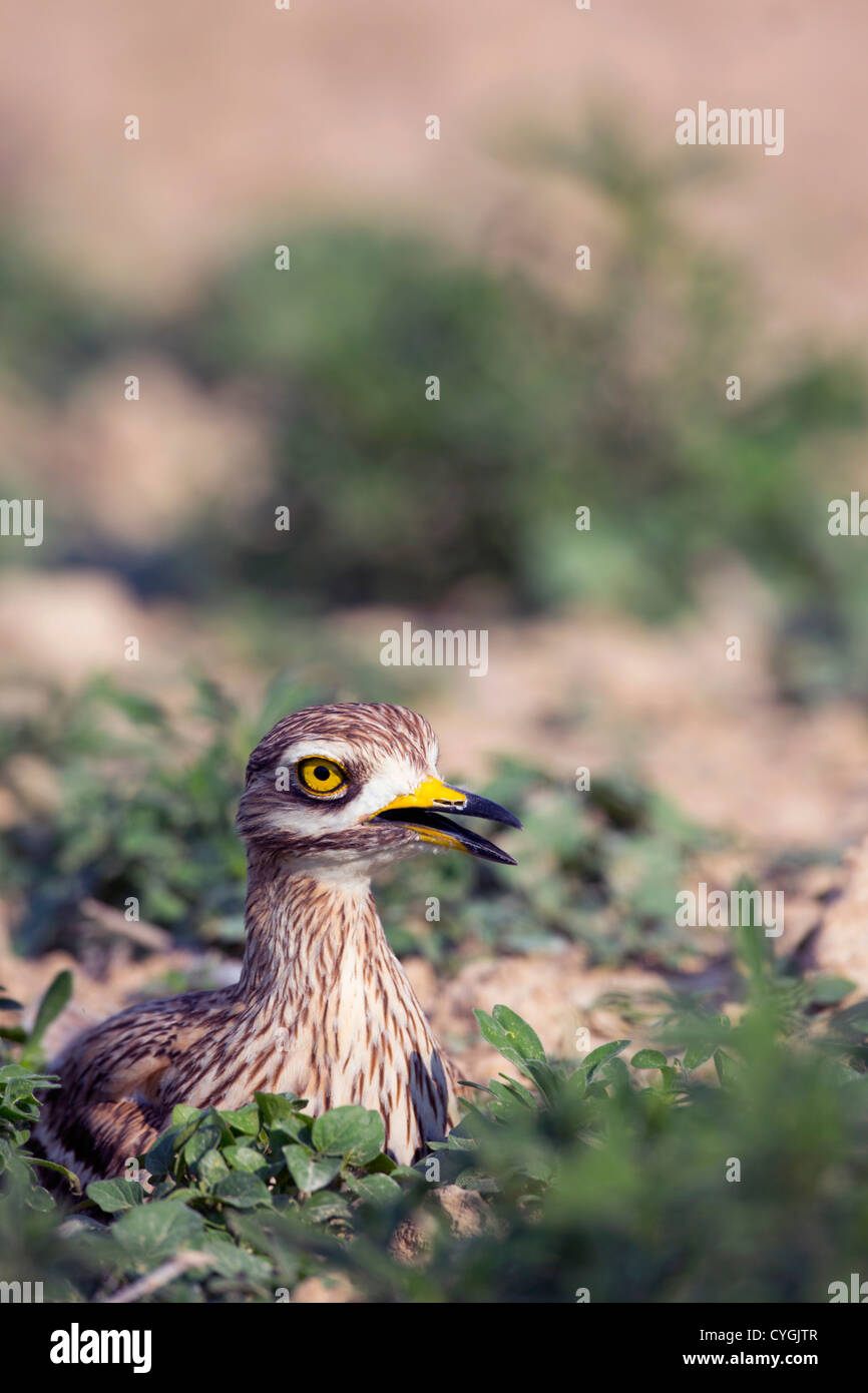 Oedicnème criard Burhinus bistriatus ; Espagne ; Banque D'Images
