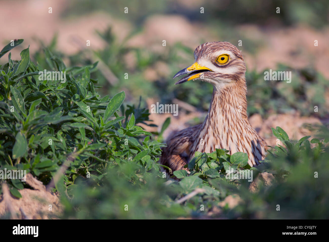 Oedicnème criard Burhinus bistriatus ; Espagne ; Banque D'Images