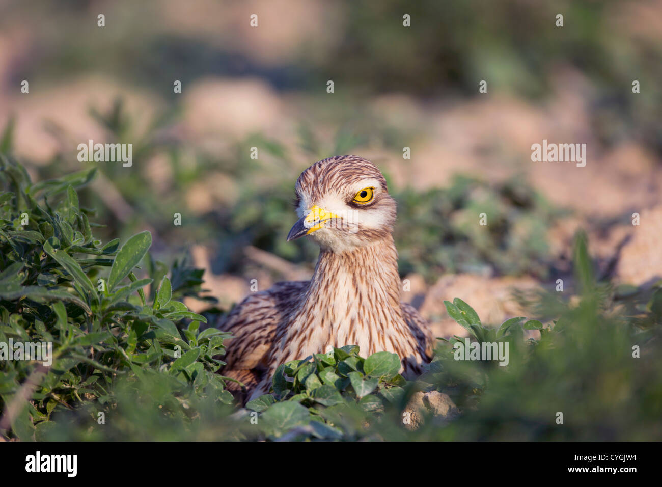 Oedicnème criard Burhinus bistriatus ; Espagne ; Banque D'Images