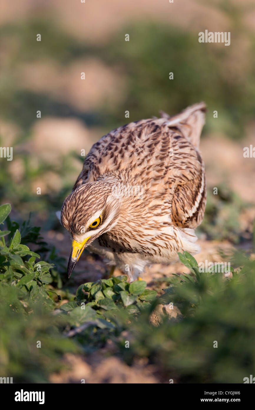 Oedicnème criard Burhinus bistriatus ; Espagne ; Banque D'Images