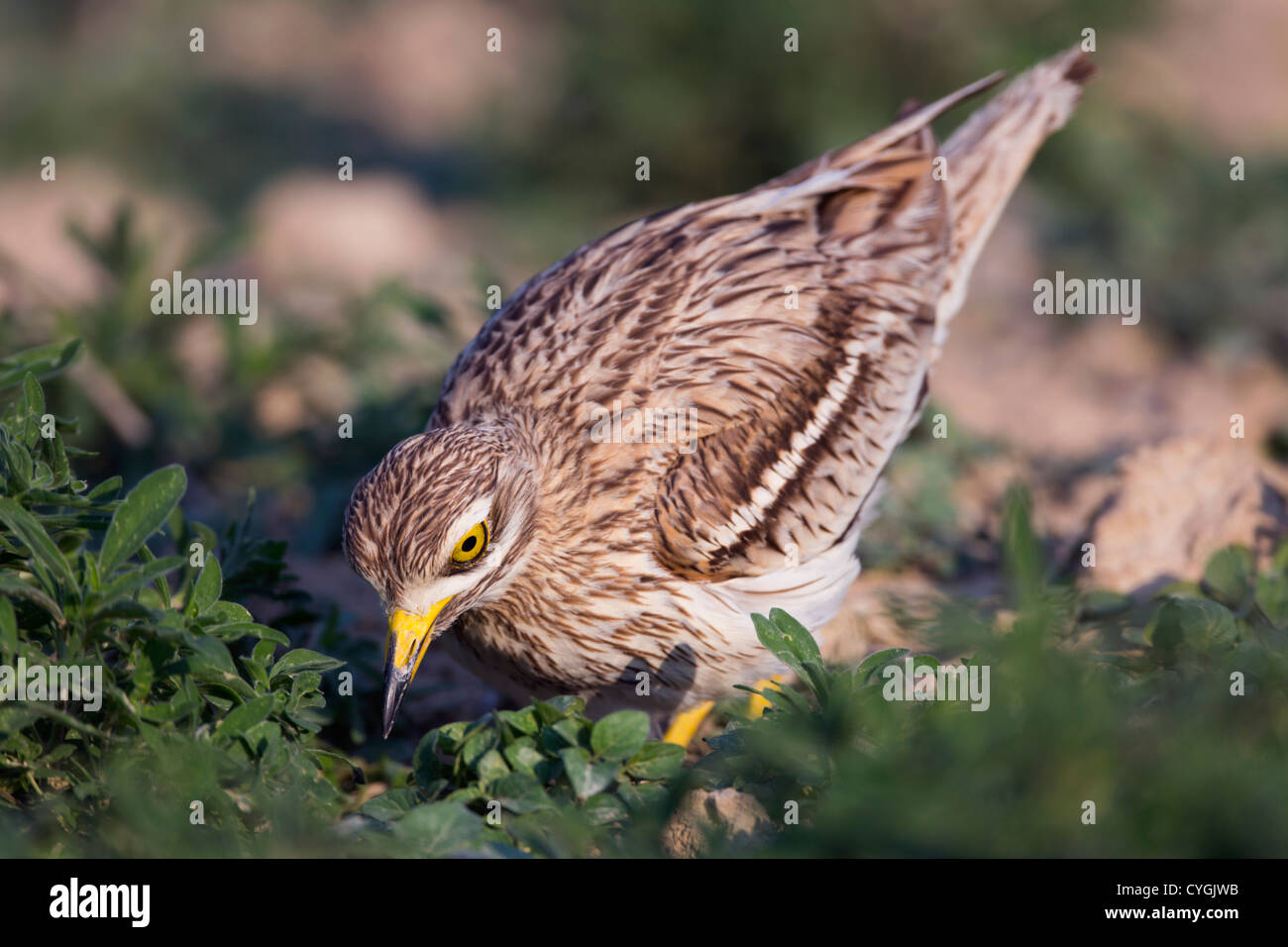 Oedicnème criard Burhinus bistriatus ; Espagne ; Banque D'Images
