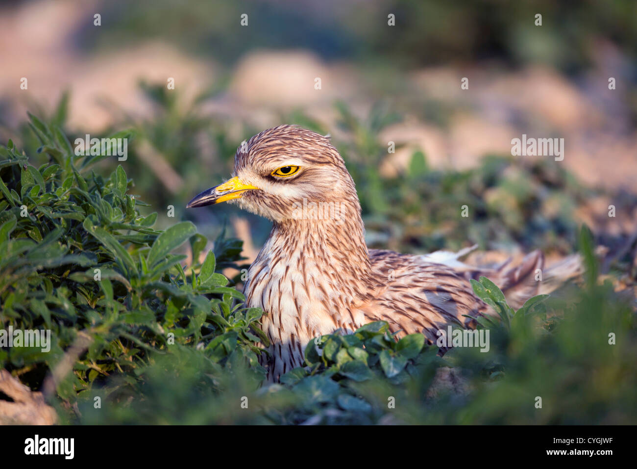 Oedicnème criard Burhinus bistriatus ; Espagne ; Banque D'Images
