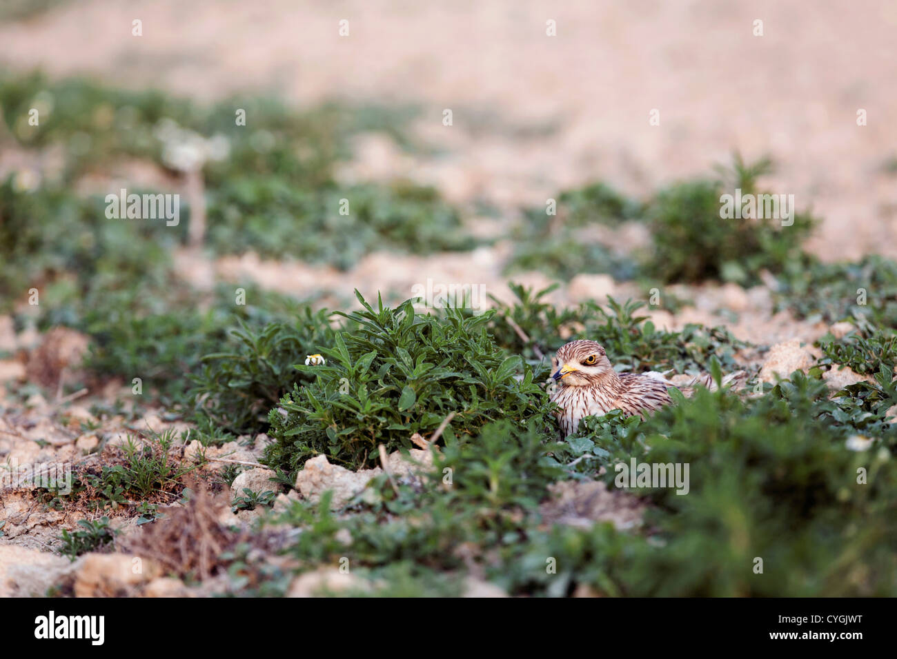 Oedicnème criard Burhinus bistriatus ; Espagne ; Banque D'Images