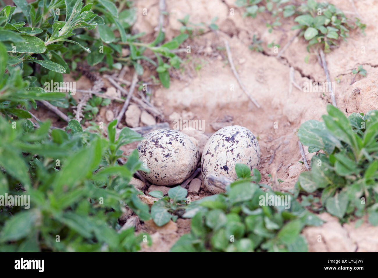 Oedicnème criard Burhinus bistriatus ; Espagne ; oeufs ; Banque D'Images