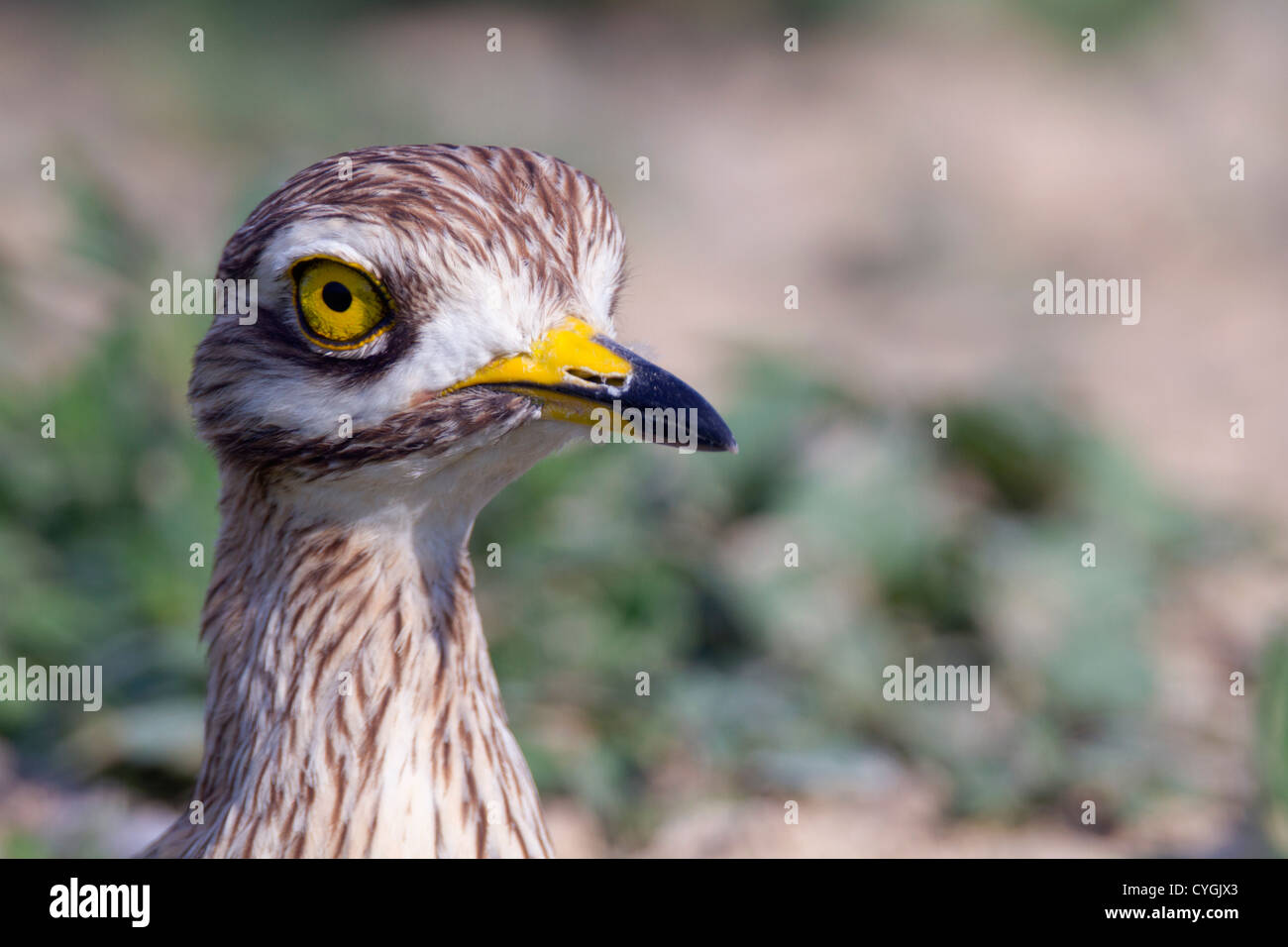Oedicnème criard Burhinus bistriatus ; Espagne ; Banque D'Images