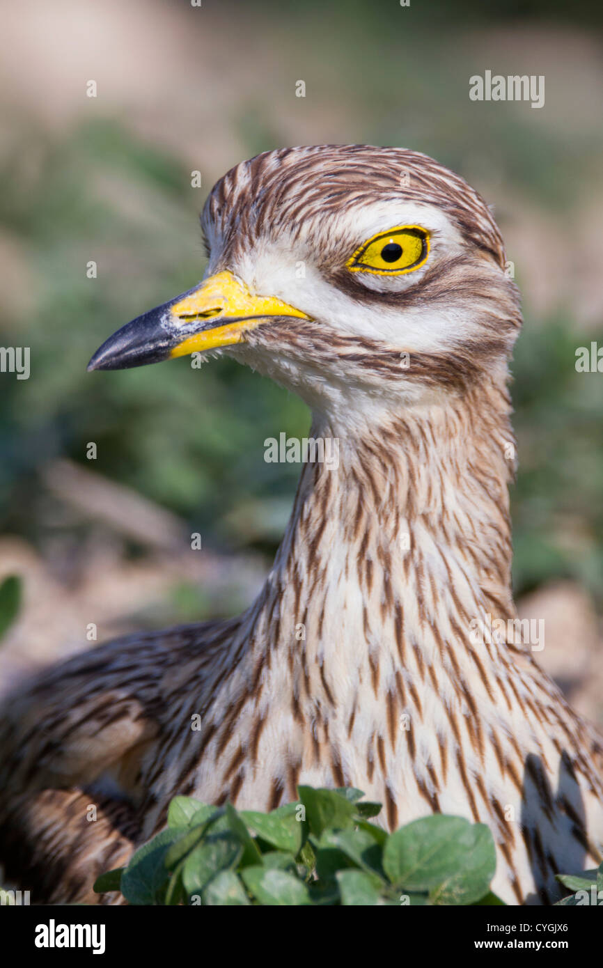 Oedicnème criard Burhinus bistriatus ; Espagne ; Banque D'Images