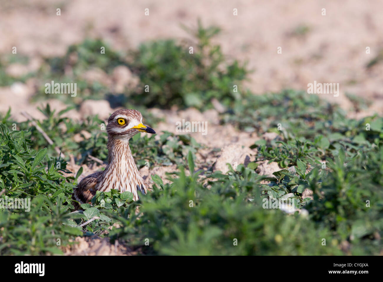 Oedicnème criard Burhinus bistriatus ; Espagne ; Banque D'Images