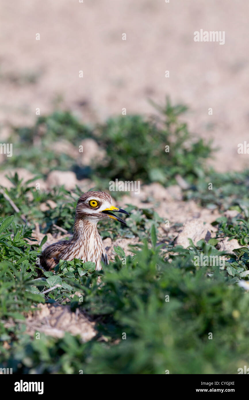 Oedicnème criard Burhinus bistriatus ; Espagne ; Banque D'Images